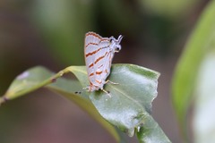 Hemiolaus caeculus
