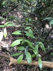 Cinnamomum subavenium