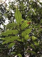 Cinnamomum subavenium