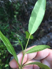 Melodinus acutiflorus
