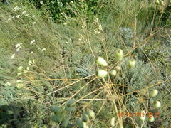 Trinia