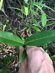 Melodinus acutiflorus