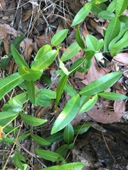 Melodinus acutiflorus