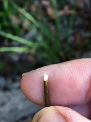 Melodinus acutiflorus