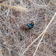 Proagoderus lanista