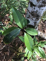 Ilex tugitakayamensis