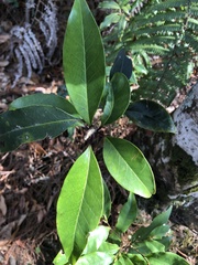 Ilex tugitakayamensis