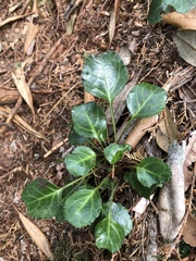 Shortia rotundifolia