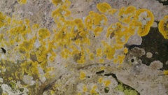 Jackelixia ligulata image