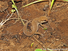 Pachydactylus geitje