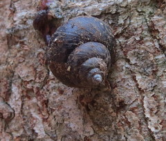 Gittenedouardia spadicea