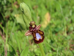 Ophrys speculum speculum