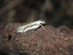 Philobota glaucoptera