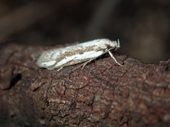 Philobota glaucoptera