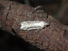 Philobota glaucoptera