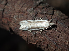 Philobota glaucoptera