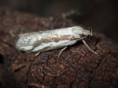 Philobota glaucoptera