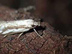 Philobota glaucoptera