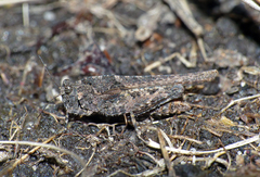 Paratettix argillaceus