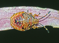 Acanthosomatidae