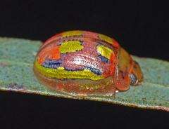Paropsisterna nobilitata