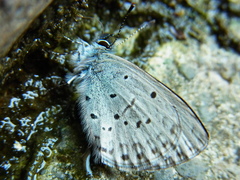 Celastrina sugitanii