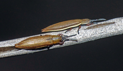 Eurispa albipennis
