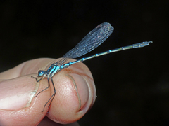 Austrolestes psyche