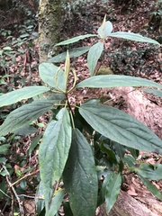 Viburnum urceolatum