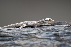 Lygodactylus picturatus