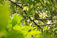 Psilopogon pyrolophus