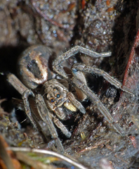 Tasmanicosa godeffroyi