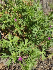 Geranium dissectum