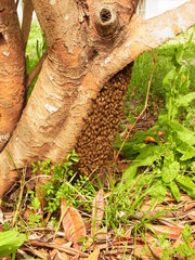 Apis cerana japonica