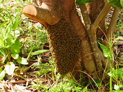 Apis cerana japonica