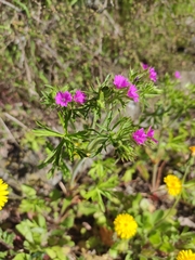 Geranium dissectum