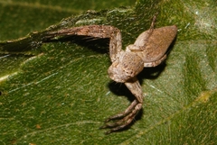 Oxyopes