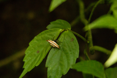 Gasteracantha frontata
