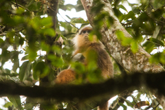 Sumatran Surili photo 2