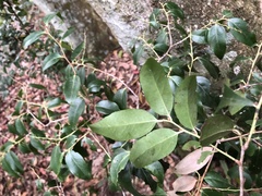Vaccinium kengii