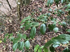 Vaccinium kengii