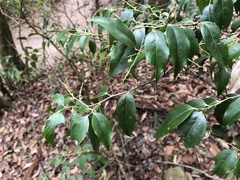 Vaccinium kengii