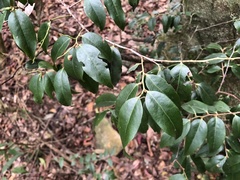 Vaccinium kengii