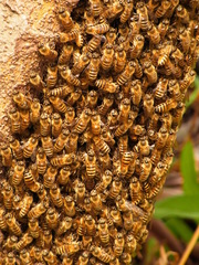 Apis cerana japonica