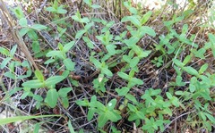 Hypericum involutum