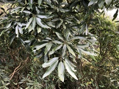 Machilus zuihoensis mushaensis