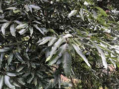 Machilus zuihoensis mushaensis