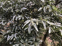 Machilus zuihoensis mushaensis