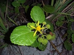 Triumfetta procumbens