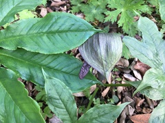 Arisaema ilanense